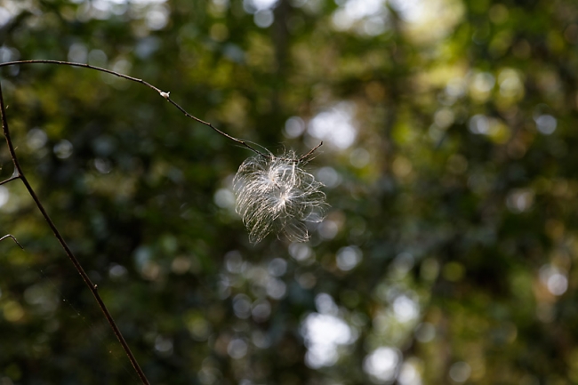 Ta Phrom et environs-021